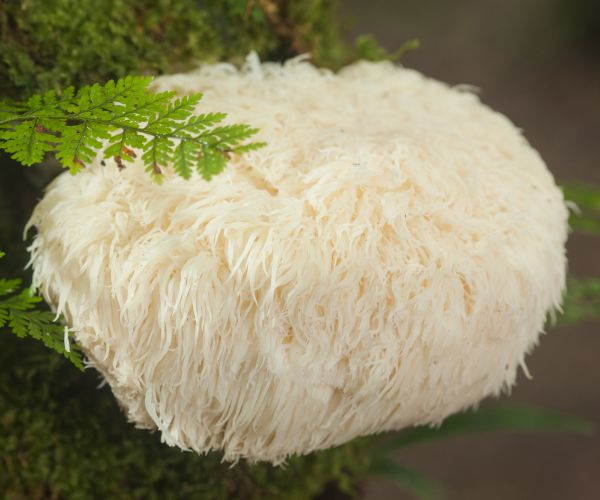 Hericium